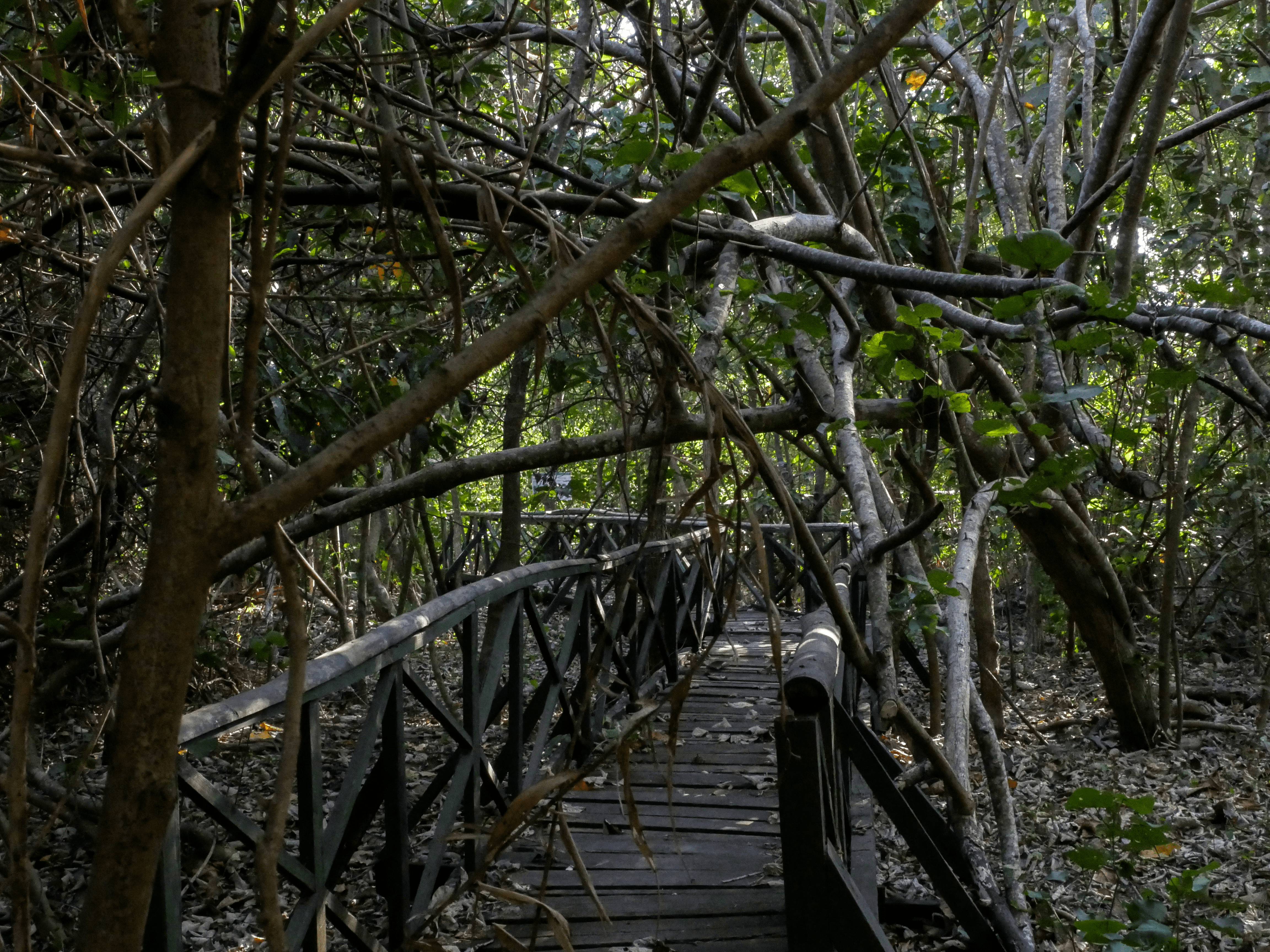 pathway in triboa bay mangrove park in subic zambales philippines